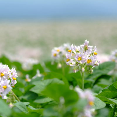 じゃがいもの花