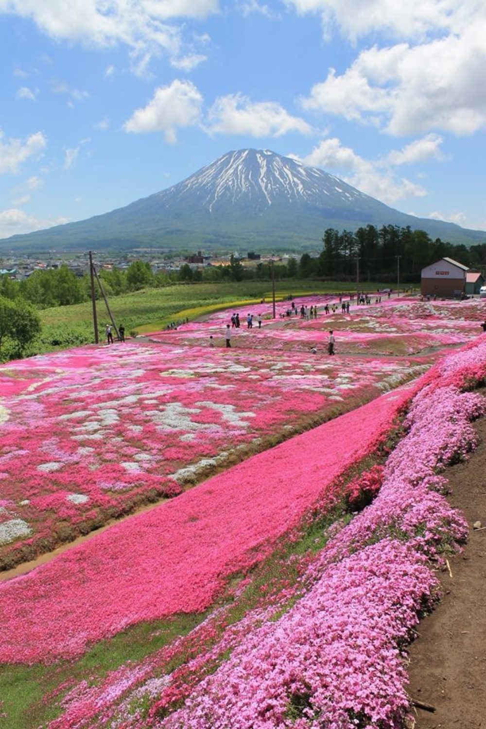 18年三島さんの芝ざくら庭園開花速報 倶知安観光協会